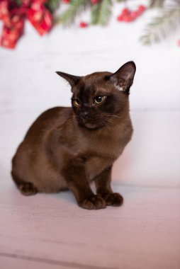 Küçük İskoç kedisi İngiliz kedisi Birmanyalı küçük hayvanlar Noel ağacı topları