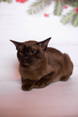 Küçük İskoç kedisi İngiliz kedisi Birmanyalı küçük hayvanlar Noel ağacı topları