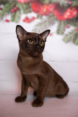 Küçük İskoç kedisi İngiliz kedisi Birmanyalı küçük hayvanlar Noel ağacı topları