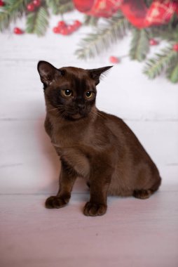 Küçük İskoç kedisi İngiliz kedisi Birmanyalı küçük hayvanlar Noel ağacı topları