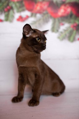 Küçük İskoç kedisi İngiliz kedisi Birmanyalı küçük hayvanlar Noel ağacı topları