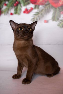 Küçük İskoç kedisi İngiliz kedisi Birmanyalı küçük hayvanlar Noel ağacı topları