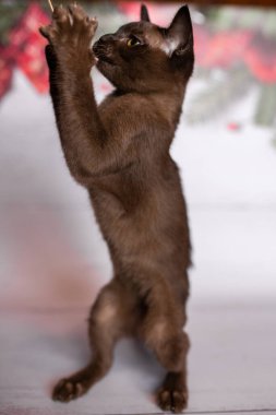 Küçük İskoç kedisi İngiliz kedisi Birmanyalı küçük hayvanlar Noel ağacı topları