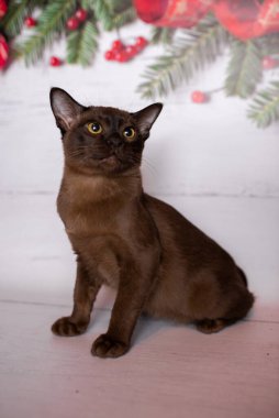 Küçük İskoç kedisi İngiliz kedisi Birmanyalı küçük hayvanlar Noel ağacı topları