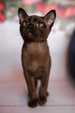 Küçük İskoç kedisi İngiliz kedisi Birmanyalı küçük hayvanlar Noel ağacı topları