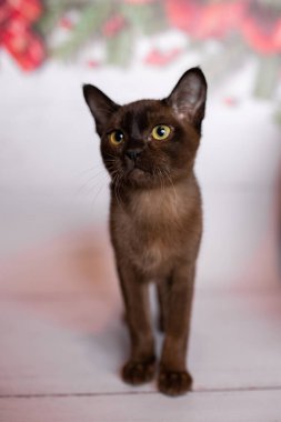 Küçük İskoç kedisi İngiliz kedisi Birmanyalı küçük hayvanlar Noel ağacı topları