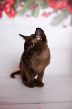 Küçük İskoç kedisi İngiliz kedisi Birmanyalı küçük hayvanlar Noel ağacı topları