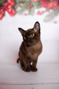 Küçük İskoç kedisi İngiliz kedisi Birmanyalı küçük hayvanlar Noel ağacı topları