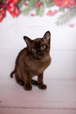 Küçük İskoç kedisi İngiliz kedisi Birmanyalı küçük hayvanlar Noel ağacı topları