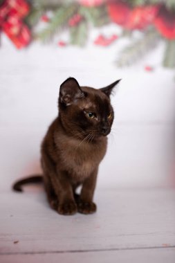 Küçük İskoç kedisi İngiliz kedisi Birmanyalı küçük hayvanlar Noel ağacı topları