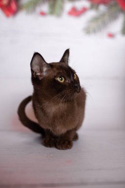 Küçük İskoç kedisi İngiliz kedisi Birmanyalı küçük hayvanlar Noel ağacı topları