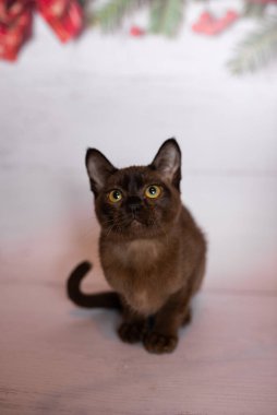 Küçük İskoç kedisi İngiliz kedisi Birmanyalı küçük hayvanlar Noel ağacı topları