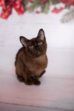 Küçük İskoç kedisi İngiliz kedisi Birmanyalı küçük hayvanlar Noel ağacı topları