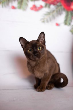 Küçük İskoç kedisi İngiliz kedisi Birmanyalı küçük hayvanlar Noel ağacı topları