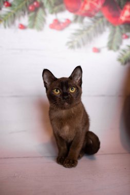 Küçük İskoç kedisi İngiliz kedisi Birmanyalı küçük hayvanlar Noel ağacı topları