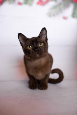 Küçük İskoç kedisi İngiliz kedisi Birmanyalı küçük hayvanlar Noel ağacı topları