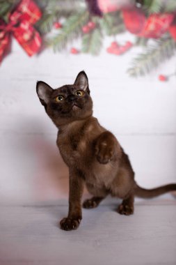 Küçük İskoç kedisi İngiliz kedisi Birmanyalı küçük hayvanlar Noel ağacı topları