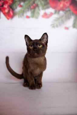 Küçük İskoç kedisi İngiliz kedisi Birmanyalı küçük hayvanlar Noel ağacı topları