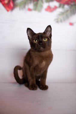 Küçük İskoç kedisi İngiliz kedisi Birmanyalı küçük hayvanlar Noel ağacı topları