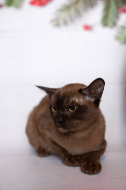 Küçük İskoç kedisi İngiliz kedisi Birmanyalı küçük hayvanlar