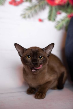 Küçük İskoç kedisi İngiliz kedisi Birmanyalı küçük hayvanlar