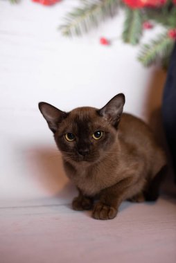 Küçük İskoç kedisi İngiliz kedisi Birmanyalı küçük hayvanlar