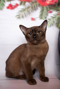 Küçük İskoç kedisi İngiliz kedisi Birmanyalı küçük hayvanlar