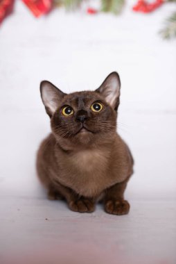 Küçük İskoç kedisi İngiliz kedisi Birmanyalı küçük hayvanlar
