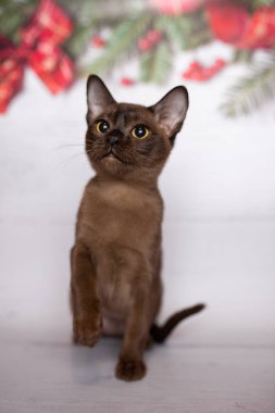 Küçük İskoç kedisi İngiliz kedisi Birmanyalı küçük hayvanlar