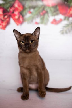 Küçük İskoç kedisi İngiliz kedisi Birmanyalı küçük hayvanlar