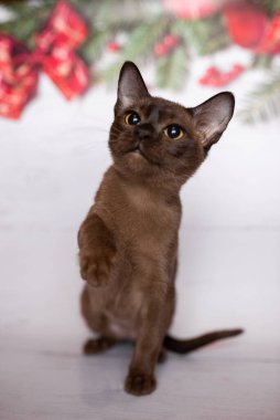 Küçük İskoç kedisi İngiliz kedisi Birmanyalı küçük hayvanlar