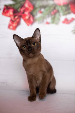 Küçük İskoç kedisi İngiliz kedisi Birmanyalı küçük hayvanlar