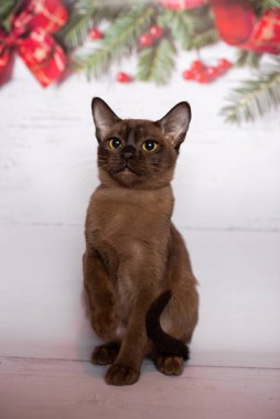 Küçük İskoç kedisi İngiliz kedisi Birmanyalı küçük hayvanlar