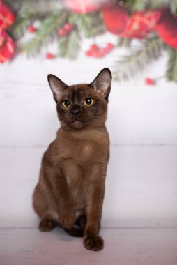 Küçük İskoç kedisi İngiliz kedisi Birmanyalı küçük hayvanlar