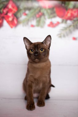 Küçük İskoç kedisi İngiliz kedisi Birmanyalı küçük hayvanlar