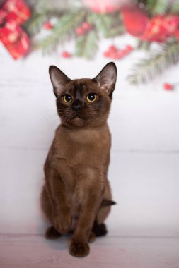 Küçük İskoç kedisi İngiliz kedisi Birmanyalı küçük hayvanlar