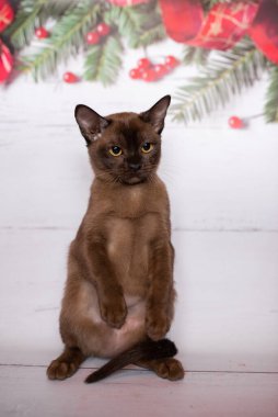 Küçük İskoç kedisi İngiliz kedisi Birmanyalı küçük hayvanlar