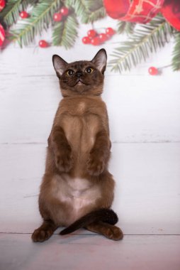 Küçük İskoç kedisi İngiliz kedisi Birmanyalı küçük hayvanlar