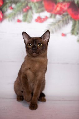 Küçük İskoç kedisi İngiliz kedisi Birmanyalı küçük hayvanlar