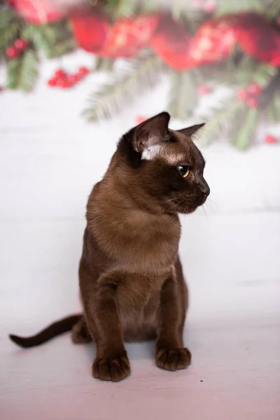 Gatito Escocés Británico Gato Birmano Munchkin Animales Navidad Árbol Bolas —  Fotos de Stock