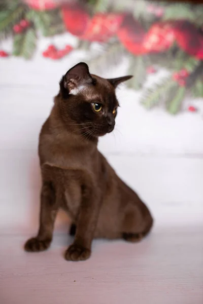 Gatinho Escocês Britânico Gato Birmanês Munchkin Animais Árvore Natal Bolas — Fotografia de Stock