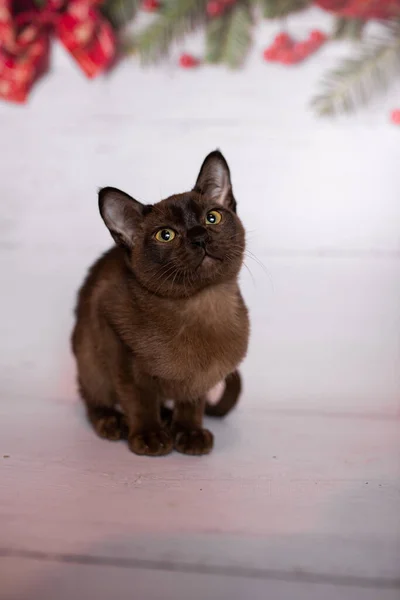 Gatito Escocés Británico Gato Birmano Munchkin Animales Navidad Árbol Bolas —  Fotos de Stock