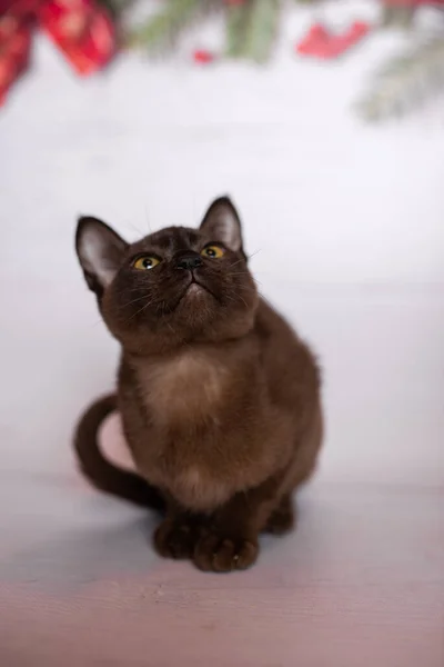 Gatinho Escocês Britânico Gato Birmanês Munchkin Animais Árvore Natal Bolas — Fotografia de Stock