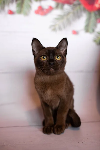 Gatinho Escocês Britânico Gato Birmanês Munchkin Animais Árvore Natal Bolas — Fotografia de Stock