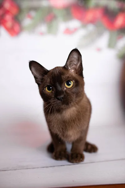 苏格兰英国猫科动物缅甸门奇动物圣诞树球 — 图库照片