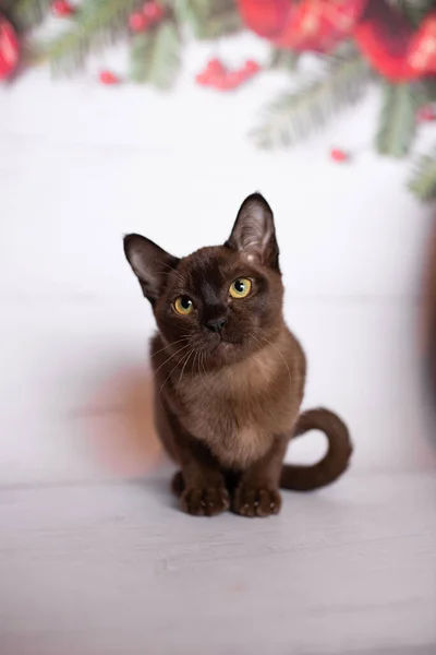 苏格兰英国猫科动物缅甸门奇动物圣诞树球 — 图库照片