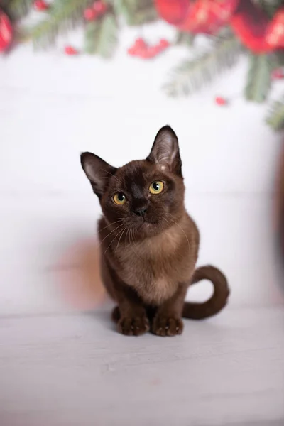 Gatito Escocés Británico Gato Birmano Munchkin Animales Navidad Árbol Bolas —  Fotos de Stock