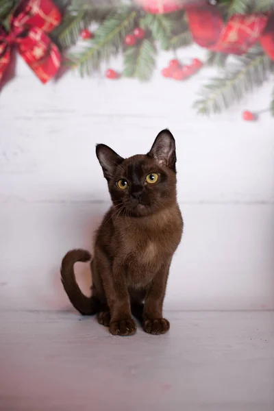 Koťátko Skotská Britská Kočka Barmské Munchkin Zvířata Vánoční Strom Koule — Stock fotografie