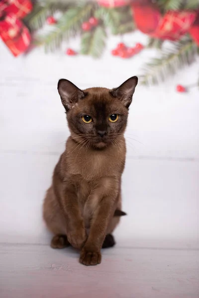 Kattunge Skotsk Brittisk Katt Burmesiska Mumsdjur — Stockfoto