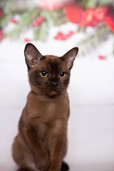 Kitten Schots Brits Kattenkop Birmaans Munchkin Diertje — Stockfoto